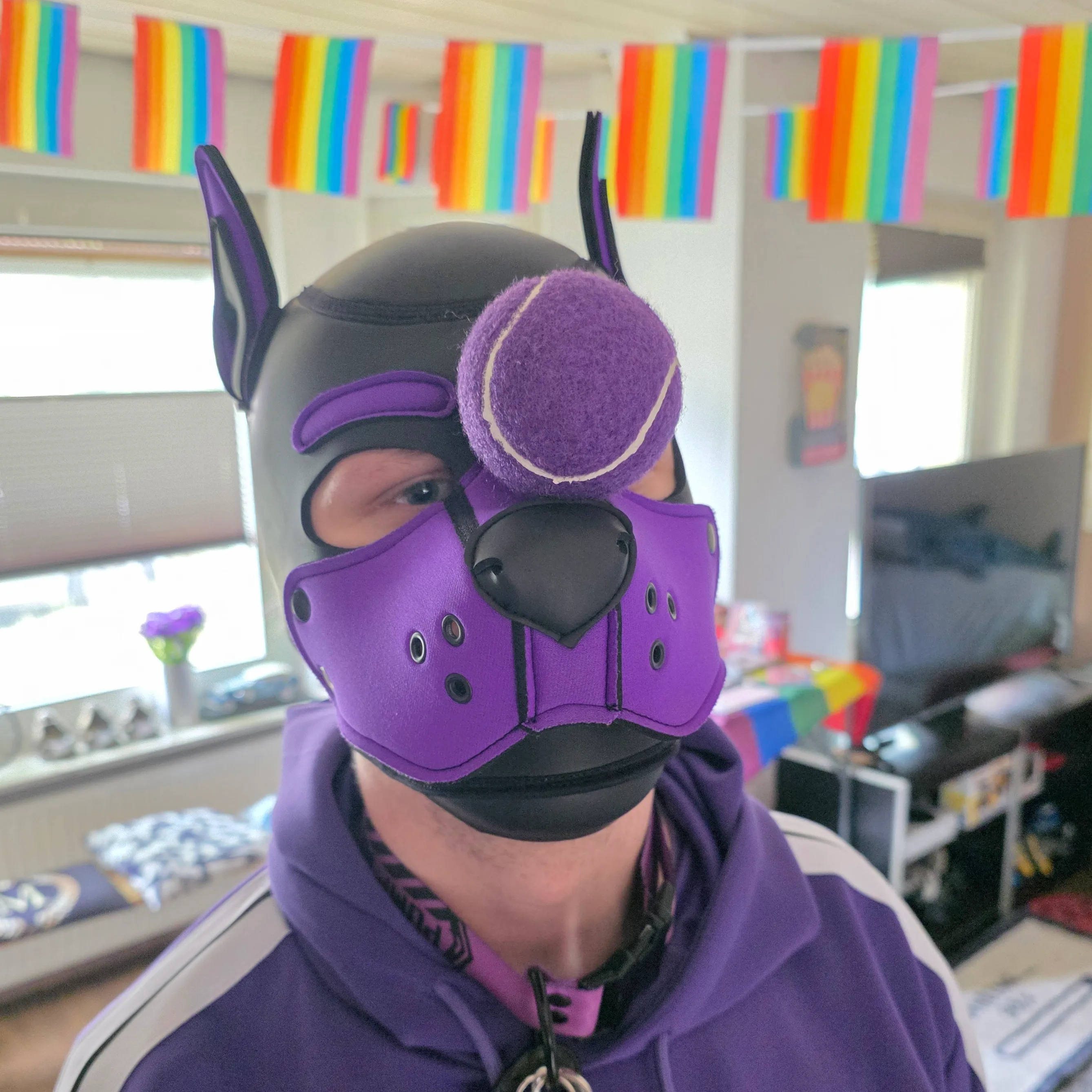 Purple Puppy with a purple tennis ball on the snoot.